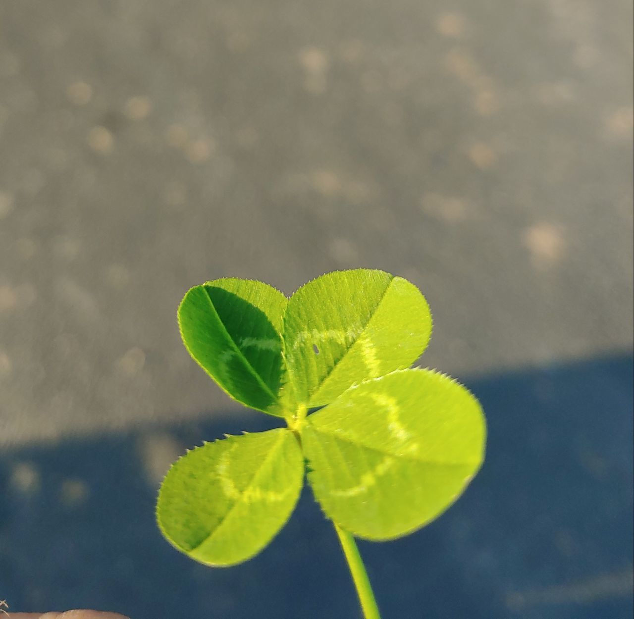 leaf, plant part, green color, plant, growth, nature, close-up, beauty in nature, day, no people, outdoors, selective focus, sunlight, focus on foreground, high angle view, leaf vein, freshness, leaves, fragility, vulnerability, clover