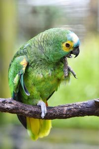 Close-up of parrot perching on branch