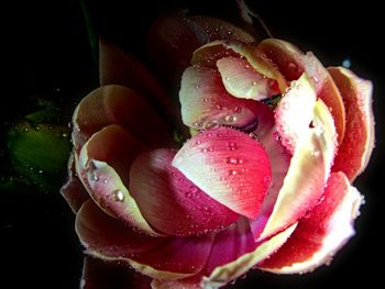 Close-up of wet pink rose