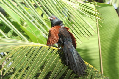 Close-up of bird perching on plant