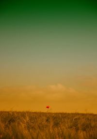 Scenic view of field against sky during sunset