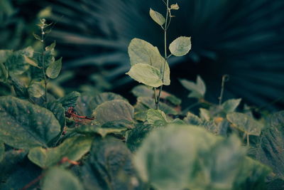 Close-up of dry leaves on land