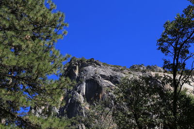 Low angle view of trees against clear blue sky