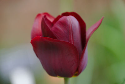 Close-up of red rose flower