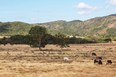 Horses in a field