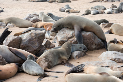 High angle view of sea resting