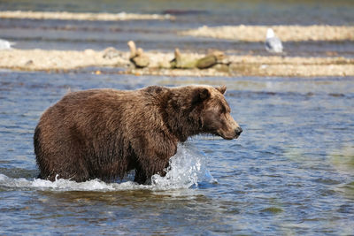 Alaskan brown bear fishing for sockeye salmon, seagulls in the background