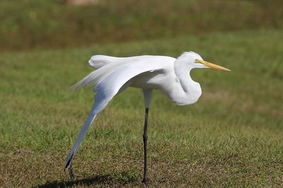 Side view of a bird on field