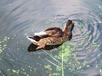 Close-up of mallard duck swimming on lake