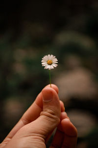 Close-up of hand holding dandelion flower