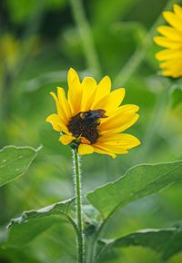 Close-up of honey bee on sunflower