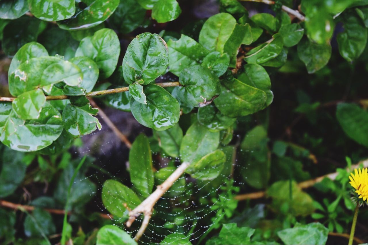 leaf, green color, growth, plant, nature, freshness, outdoors, no people, close-up, beauty in nature, day, animal themes