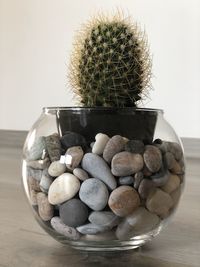 Close-up of succulent plant on table