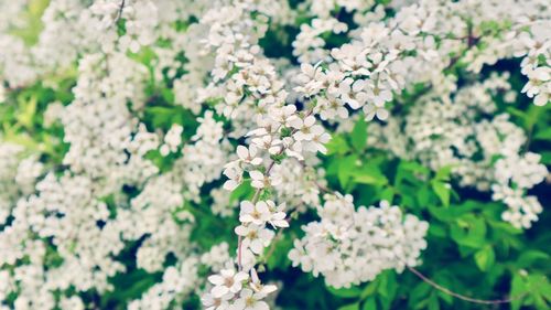 Close-up of white flowers blooming on tree