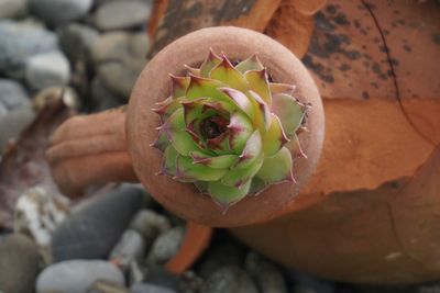 Close-up of succulent plant