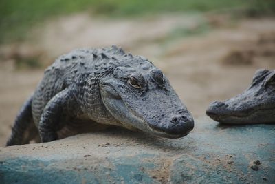 Close-up of a turtle looking away