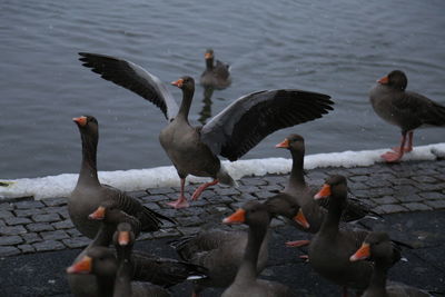 High angle view of gooses perching at lakeshore