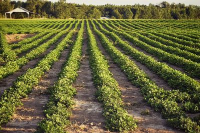 Scenic view of green landscape