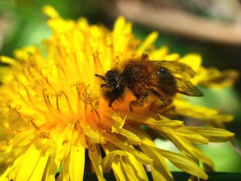 Close-up of bee pollinating on yellow flower