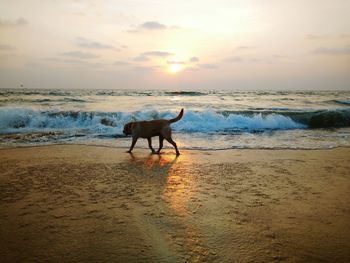 Horse on beach against sky during sunset