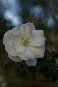 Close-up of white rose