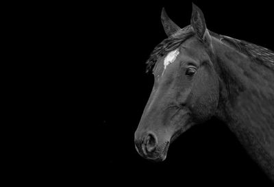 Close-up of horse against black background