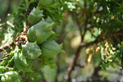 Close-up of leaves