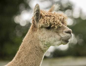 Close-up of llama