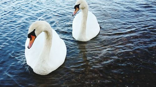 Swans swimming in lake
