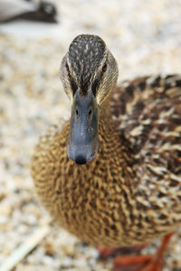 Close-up portrait of a bird