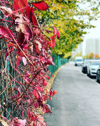 Close-up of red flowering plant in city