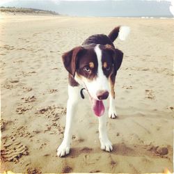 Portrait of dog on beach