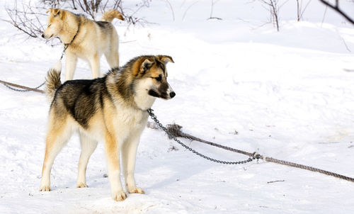 Sled dog puppy siberian husky on kamchatka