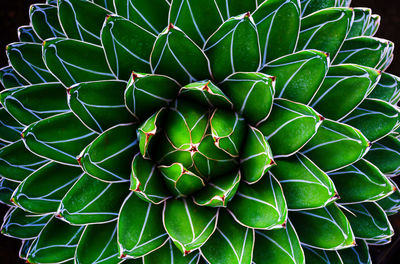 Close-up of succulent plant