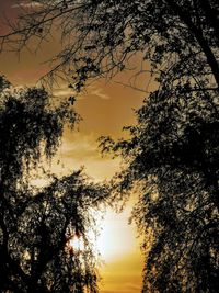 Low angle view of silhouette tree against sky during sunset