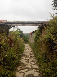 Narrow pathway along trees