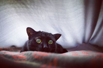 Close-up of cat lying on bed