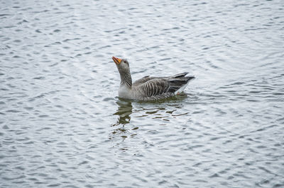 Duck swimming in lake