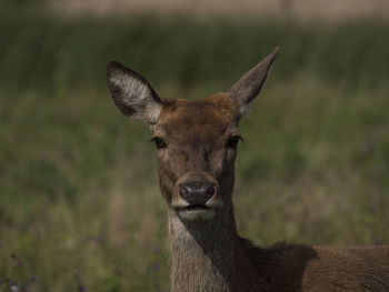 Close-up portrait of an animal