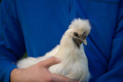 Gentle evening light enhances the soft silk like texture of this silkie chicken's feathers.