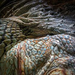 Close-up of iguana