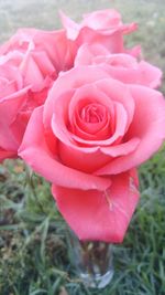 Close-up of pink rose