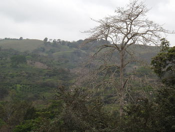 Scenic view of trees on field against sky