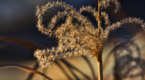 Close-up of wilted plant