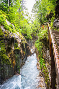 Footbridge over stream amidst trees in forest