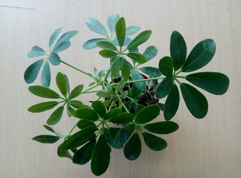 Close-up of potted plant