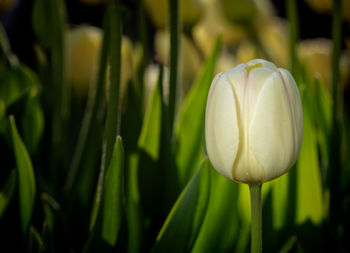 Close-up of white flowering plant on field