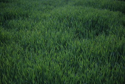 Full frame shot of rice field