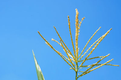 Low angle view of stalks against blue sky