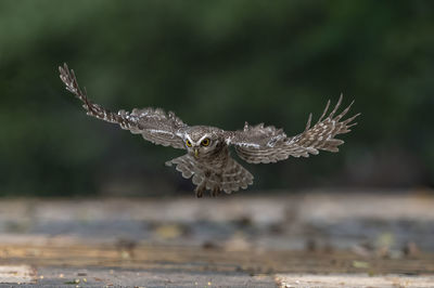 Close-up of eagle flying